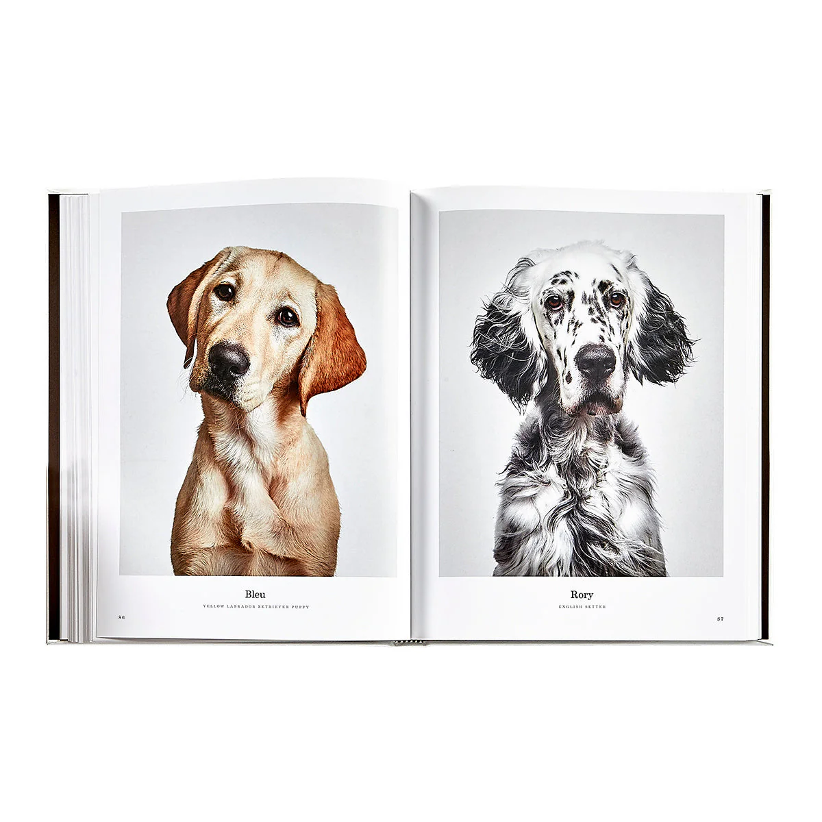 Good Dog: A Selection of Portraits by Randal Ford - Image 11
