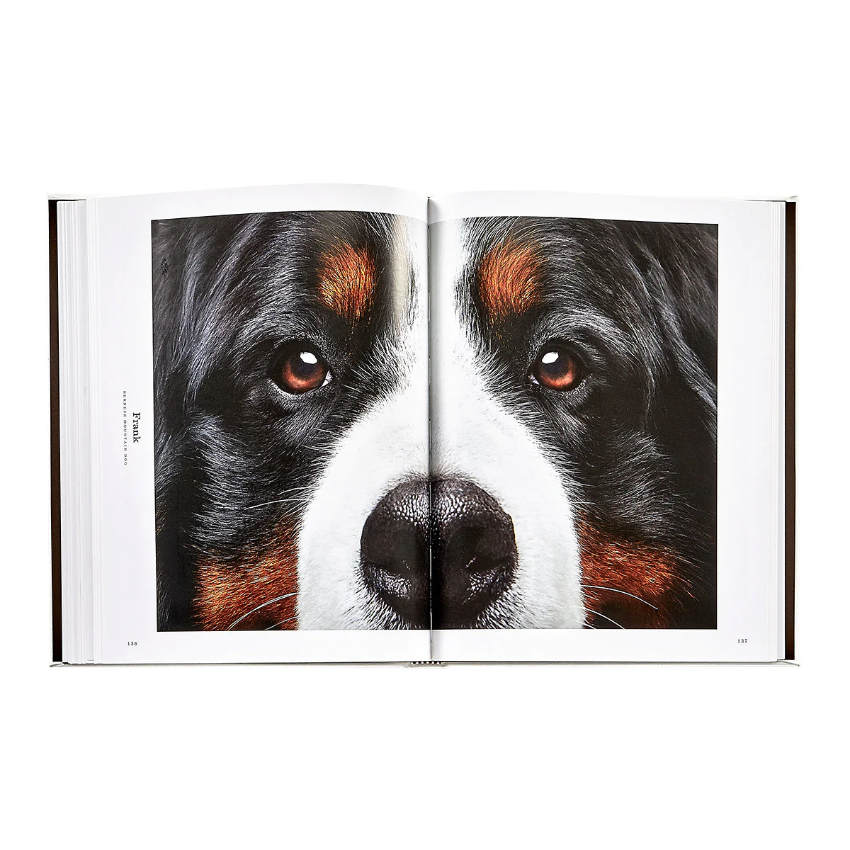 Good Dog: A Selection of Portraits by Randal Ford - Image 12