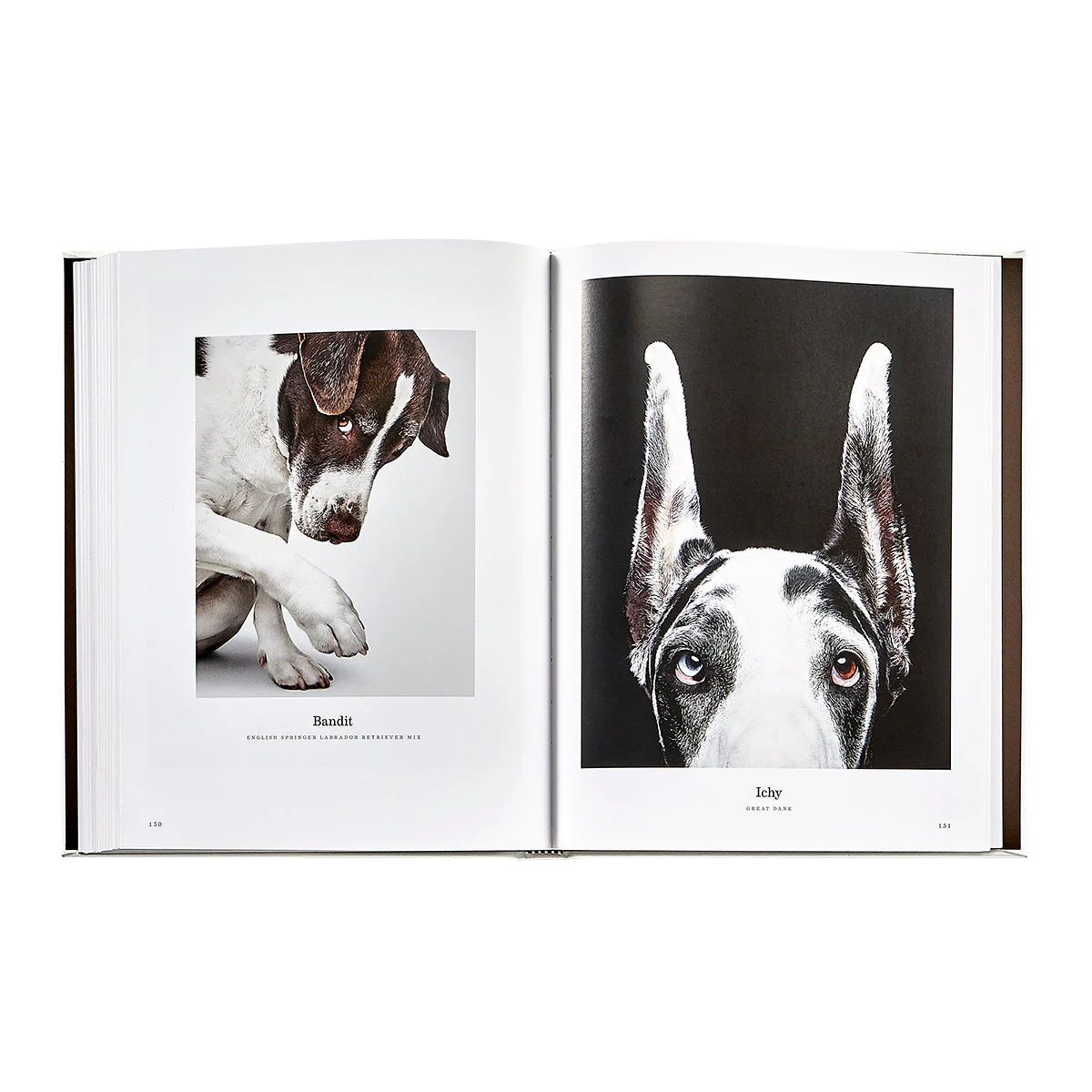 Good Dog: A Selection of Portraits by Randal Ford - Image 13