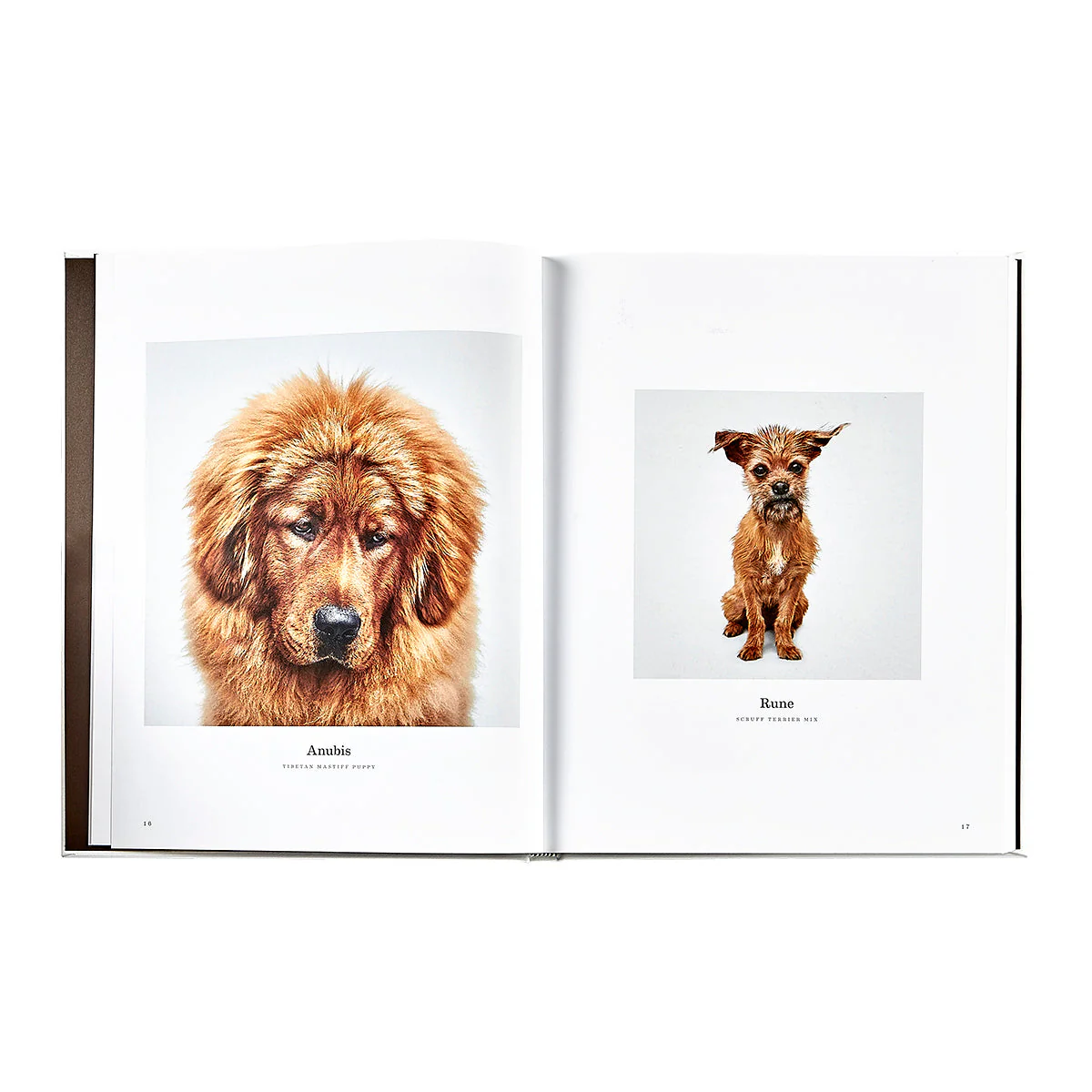 Good Dog: A Selection of Portraits by Randal Ford - Image 4