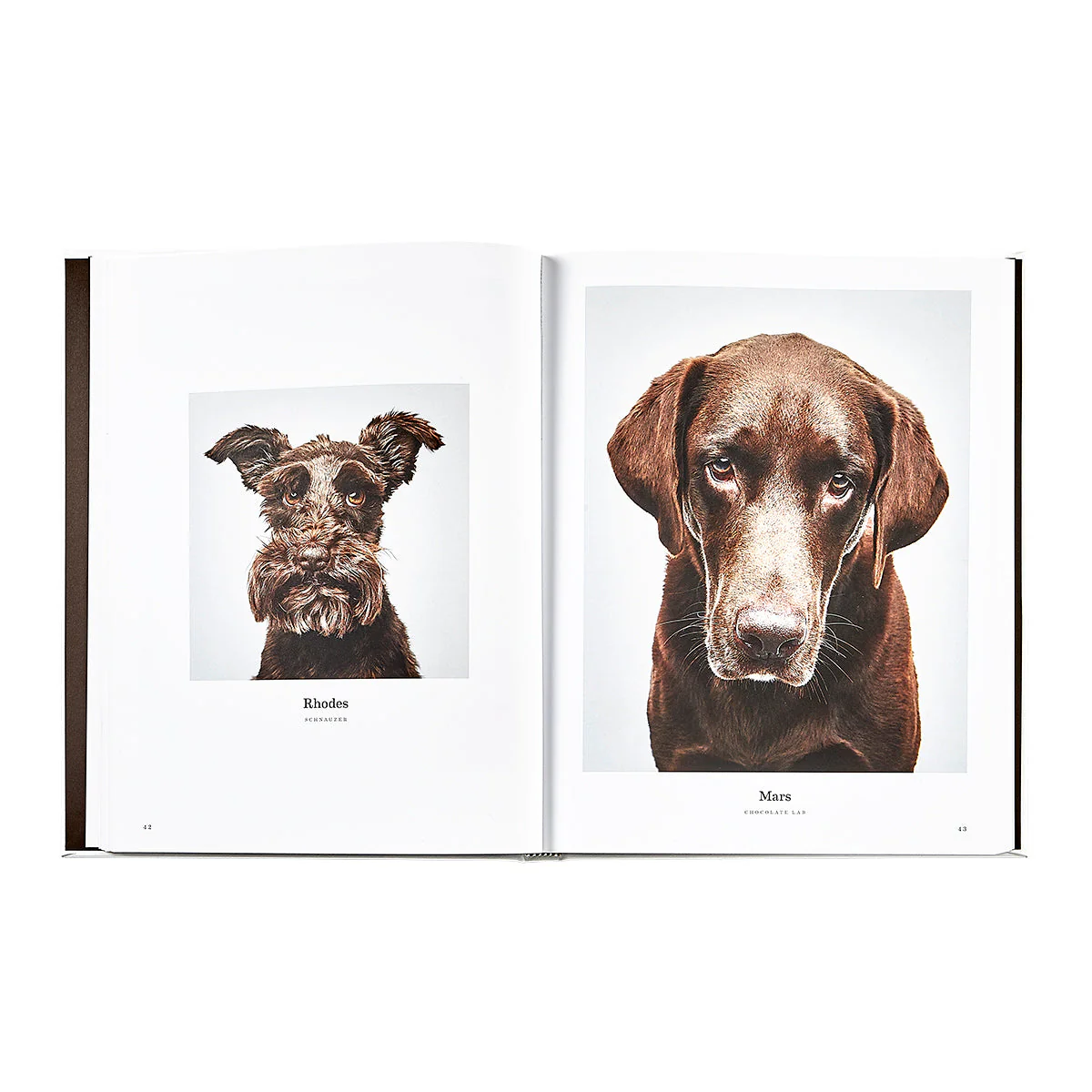 Good Dog: A Selection of Portraits by Randal Ford - Image 5