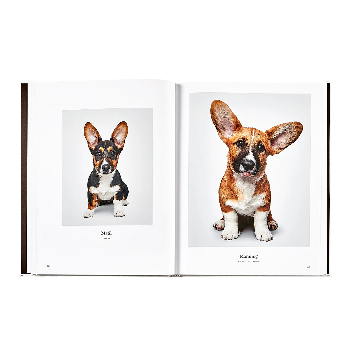 Good Dog: A Selection of Portraits by Randal Ford - Image 8
