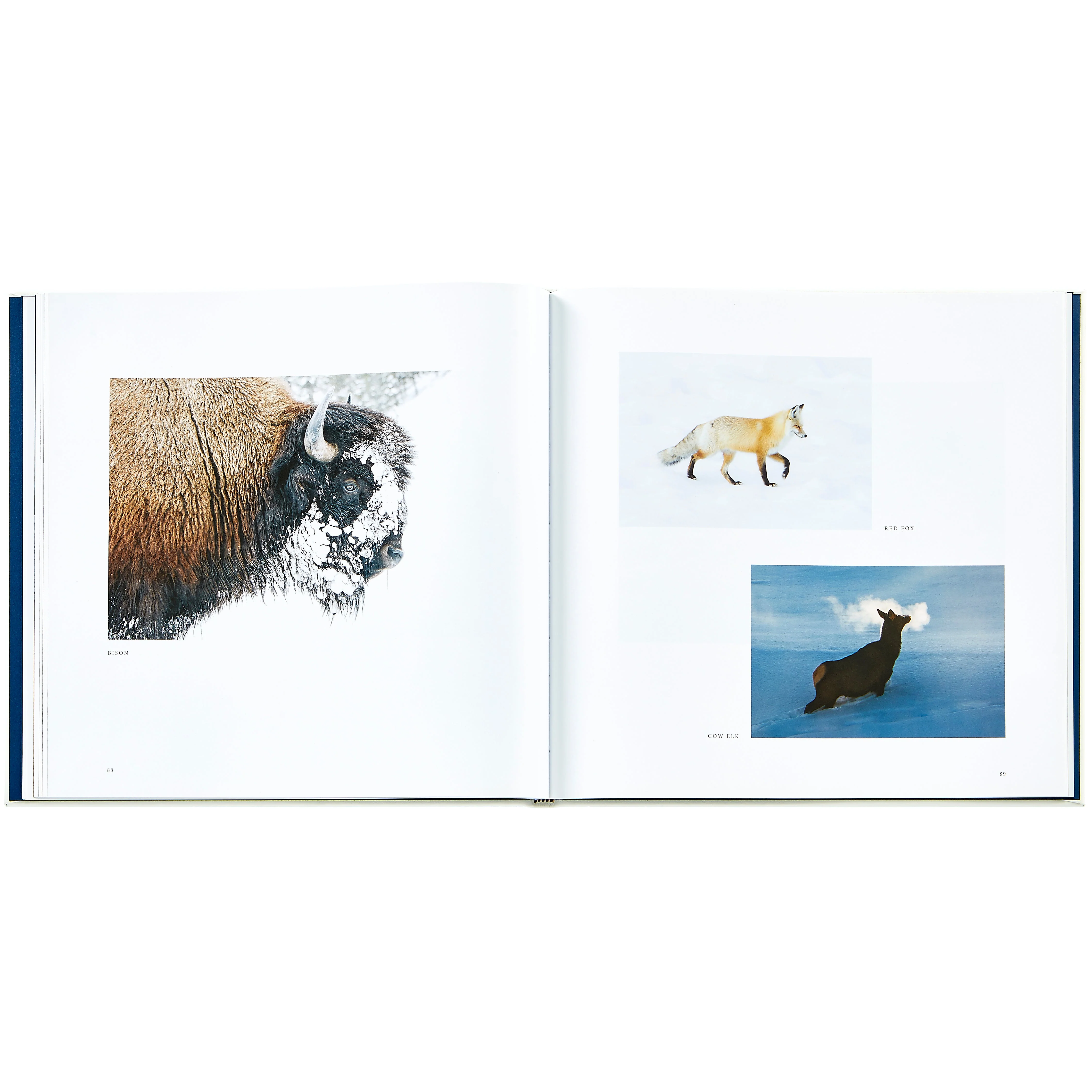 Yellowstone: A Land of Wild and Wonder - Image 6